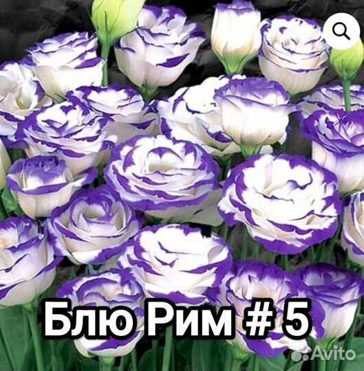 Эустома крупноцветковая