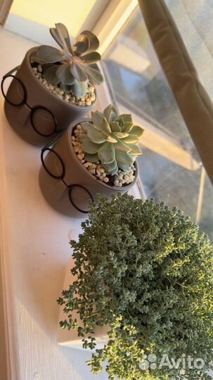 Седум комнатный дацифилум