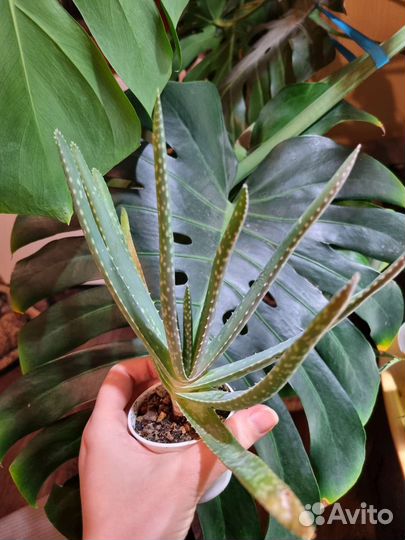 Суккулент Алоэ вера