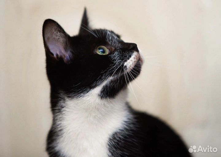 Озорной котенок-подросток Пашка