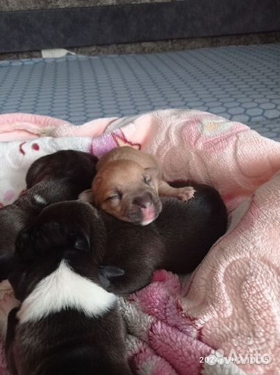 Щенки амстаффа