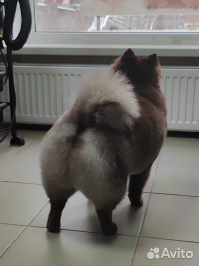 Стрижка собак (Бугры, Парнас,Мурино)