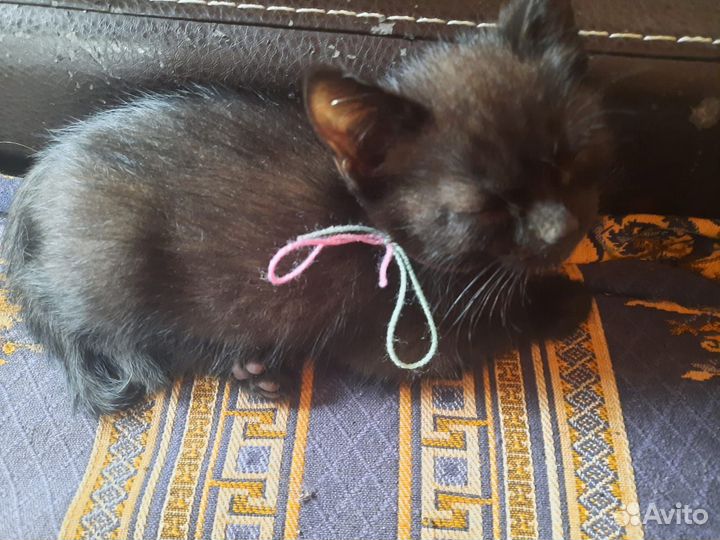Котята 1.5 месяца - чёрные