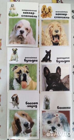 Комплект открыток Декоративные собаки. 1991 год