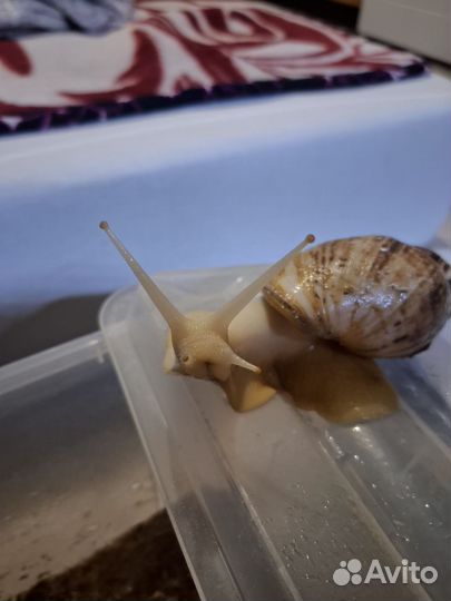 Улитка ахатина