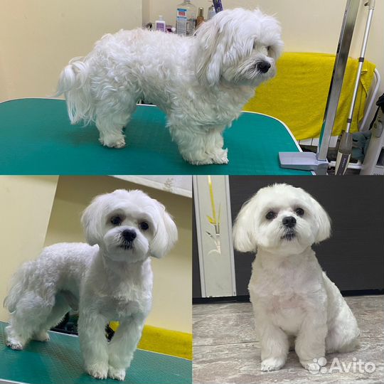 Стрижка,груминг и уход для собак и кошек