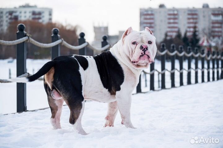 Американский булли