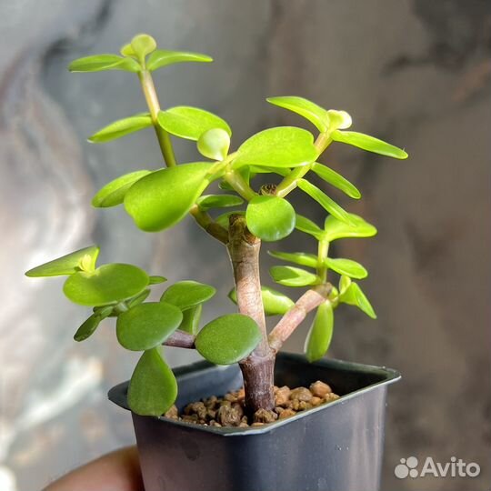 Портулакария Афра (Dwarf Jade). Суккулент