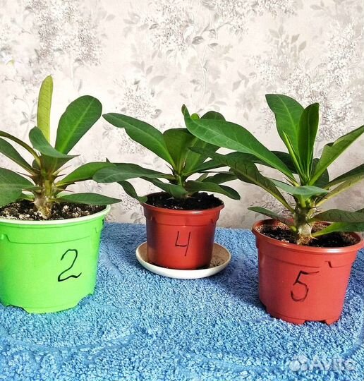 Эуфорбия, молочай Миля