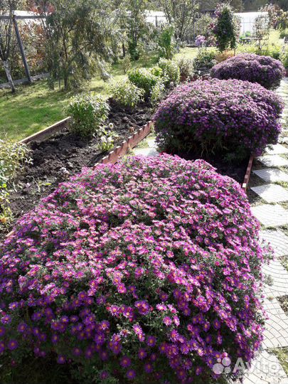 Карликовая кустовая астра (октябрина)