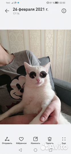 Котики в добрые руки