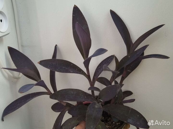 Традесканция, рэо