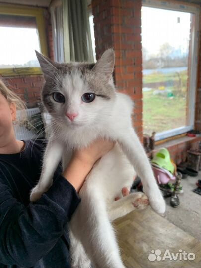 Котик ищет дом