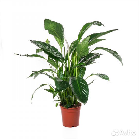 Высокие комнатные растения