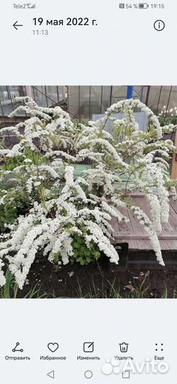 Спирея серая грефшейм