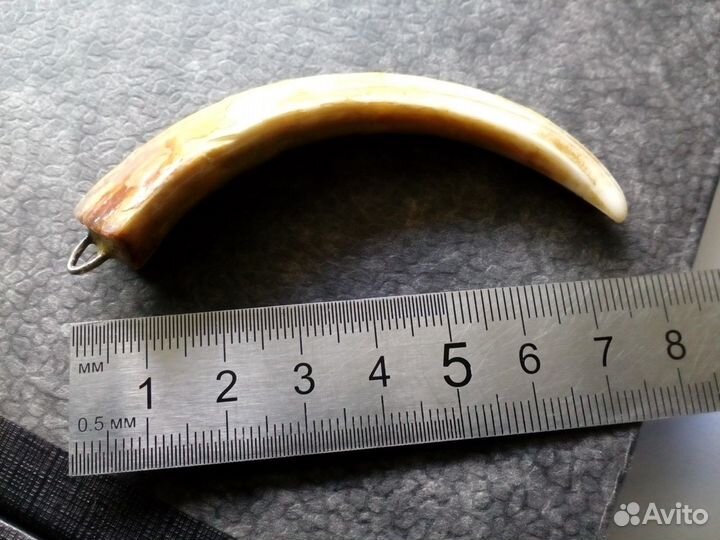 Клык кабана с креплением около 10 см