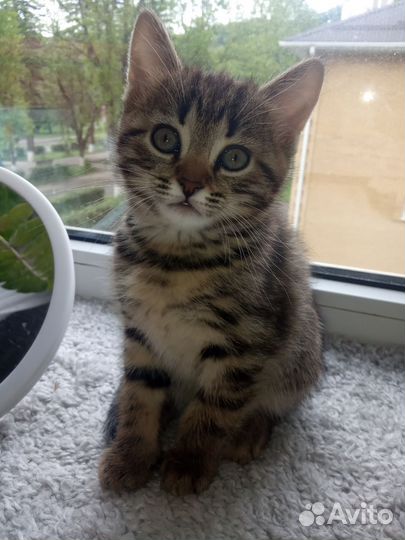 Котята в добрые руки девочки