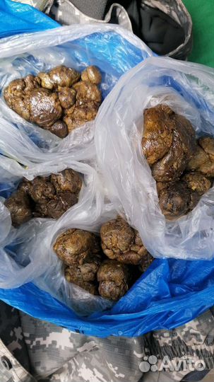 Продаю прополис