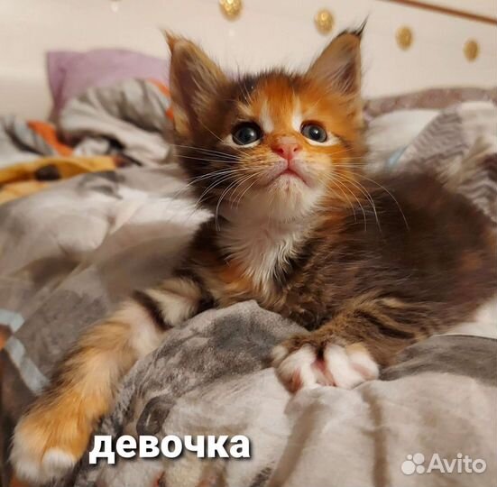 Котята мейн-кун
