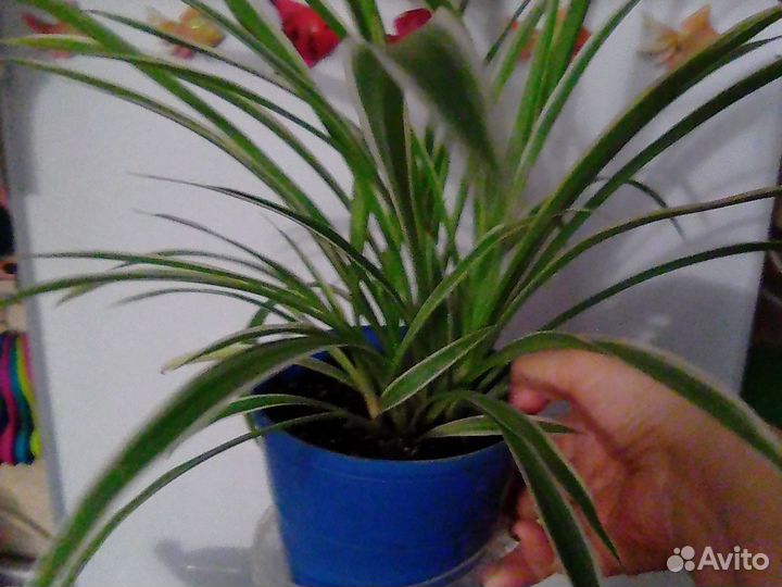 Традесканция,хлорофитумы