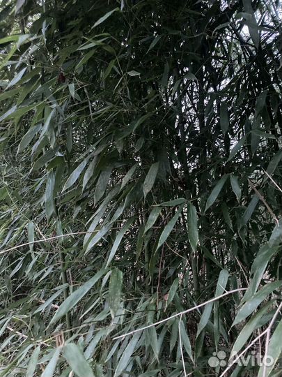 Бамбук морозостойкий