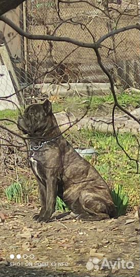 Кане Корсо вязка