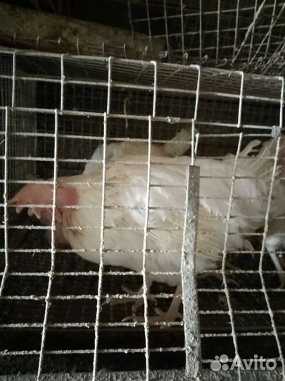 Куры несушки