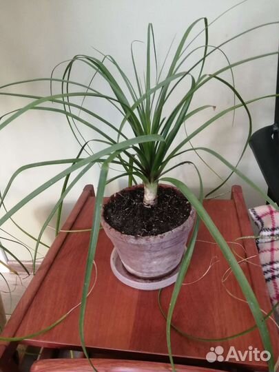 Бутылочное дерево нолина