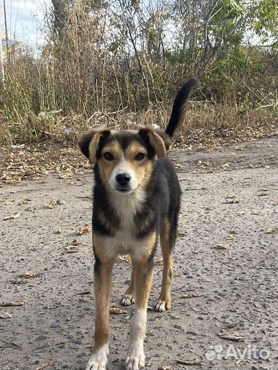 Щенок в добрые руки