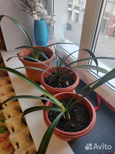 Комнатные растения кливия любой за 200