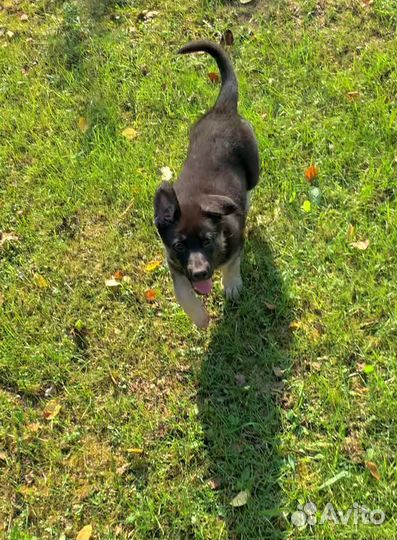 Щенки восточноевропейской овчарки