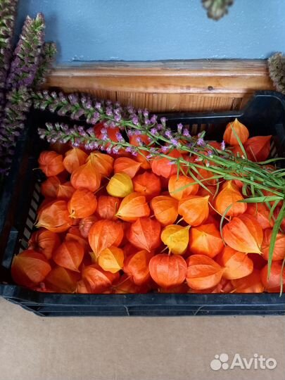 Физалис декоративный сухоцвет многолетний