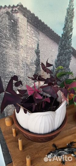 Кислица,оксалис (бабочки)