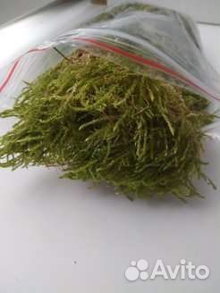 Мох живой для растений, террариумов и улиток