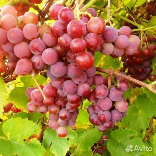 Виноград Минский Розовый саженцы