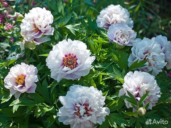 Пионы сортовые гибрид