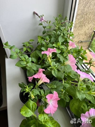 Цветы петунии рассада