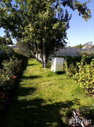 Улей с пчелами