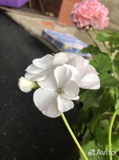 Пеларгонии сортовые