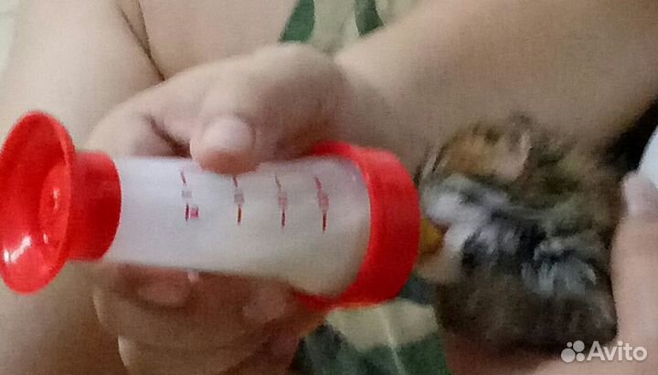 Азиатские леопардовые коты в разведение или семью