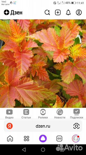 Пузыреплодник