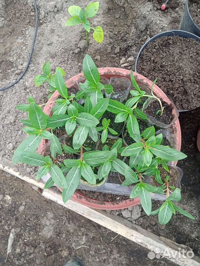 Рассада петунии, эустомы, будлеи,катарантуса