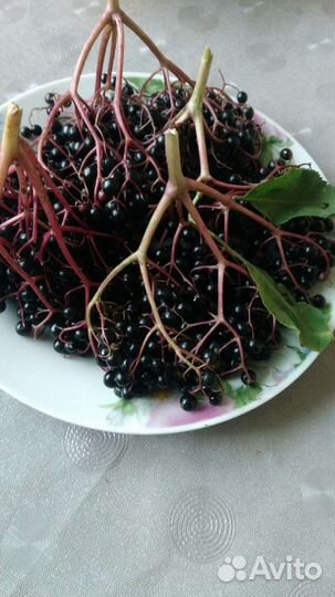 Плоды бузины чёрной,сушённые