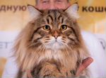 Котята от титулованного сибирского чемпиона