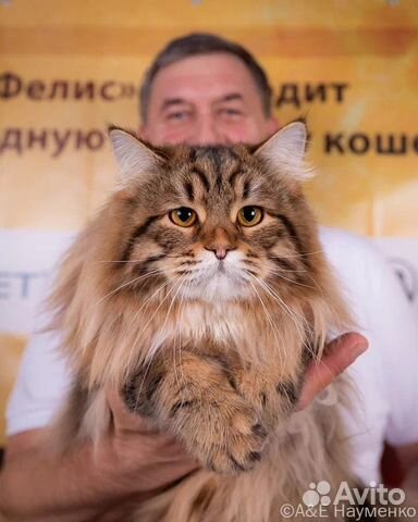Котята от титулованного сибирского чемпиона объявление продам