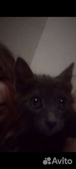 Потерялся кот