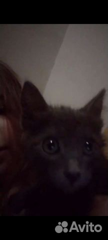 Потерялся кот