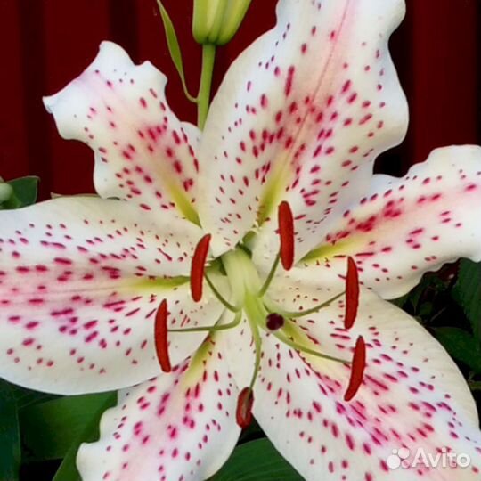 Лилия саженцы Экстраваганца