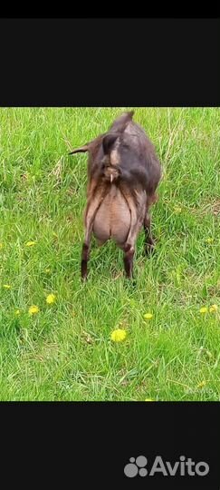 Козленок чех