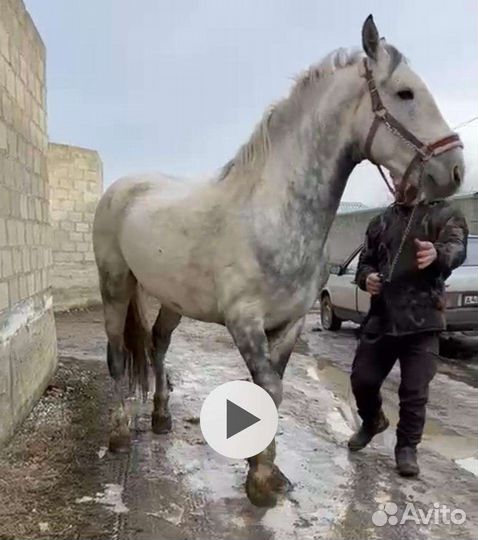 Орловский жеребец